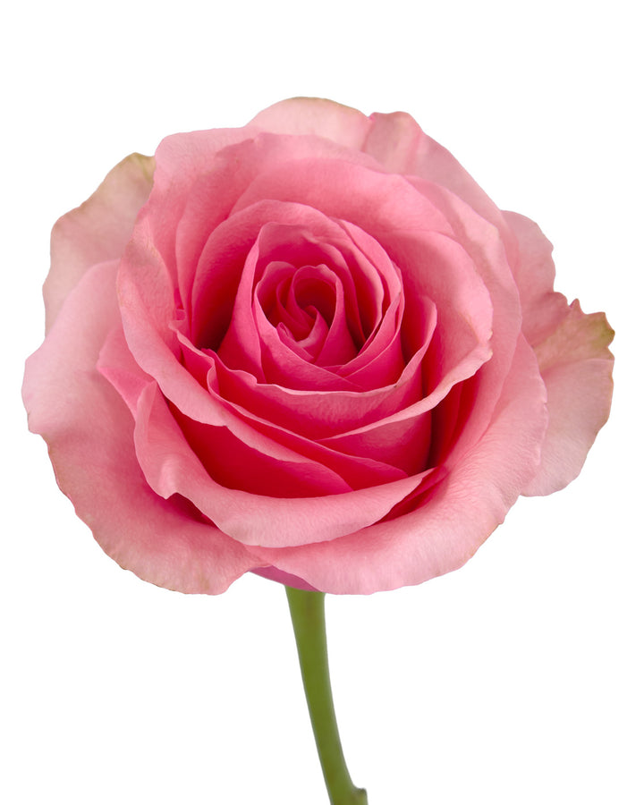 Barbiecore Rose