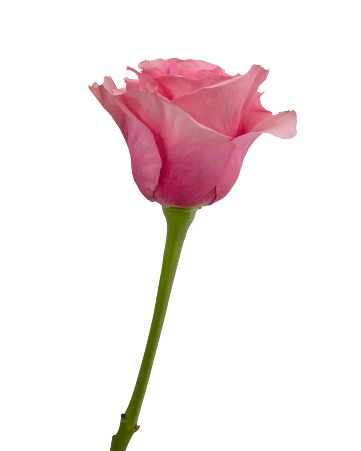 Barbiecore Rose