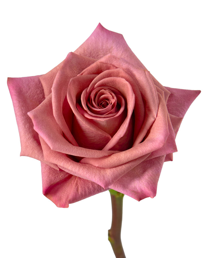 Barista Rose