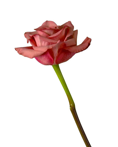 Barista Rose