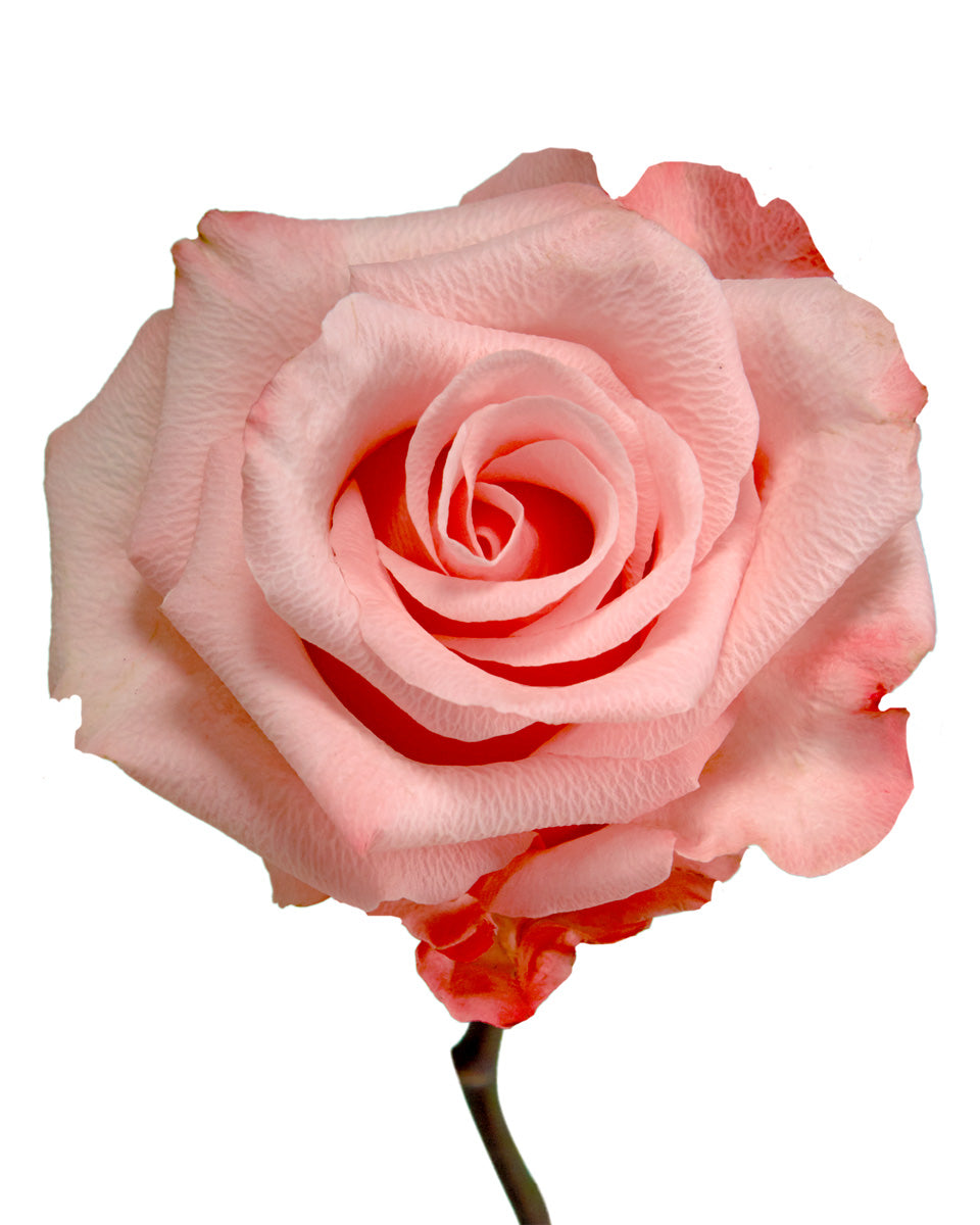 Be Sweet Rose Mother's Day