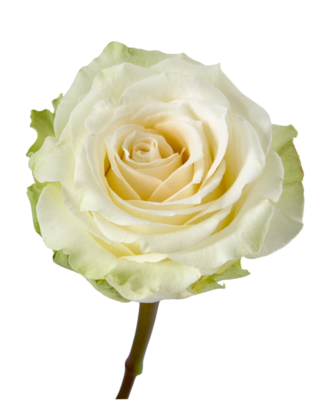 Belgravia Rose