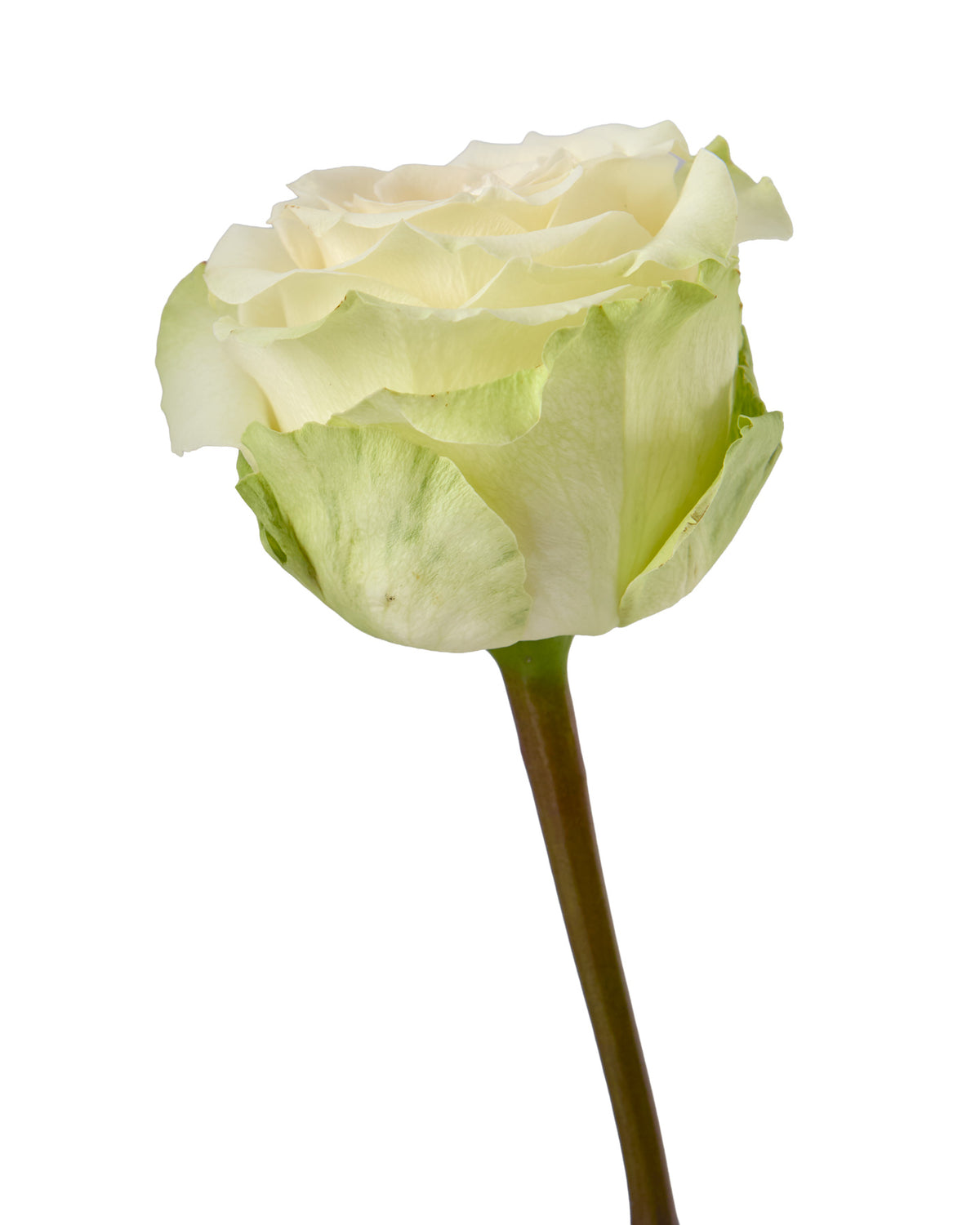 Belgravia Rose