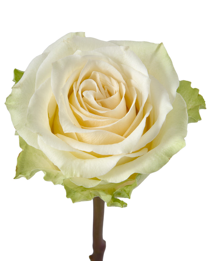 Belgravia Rose