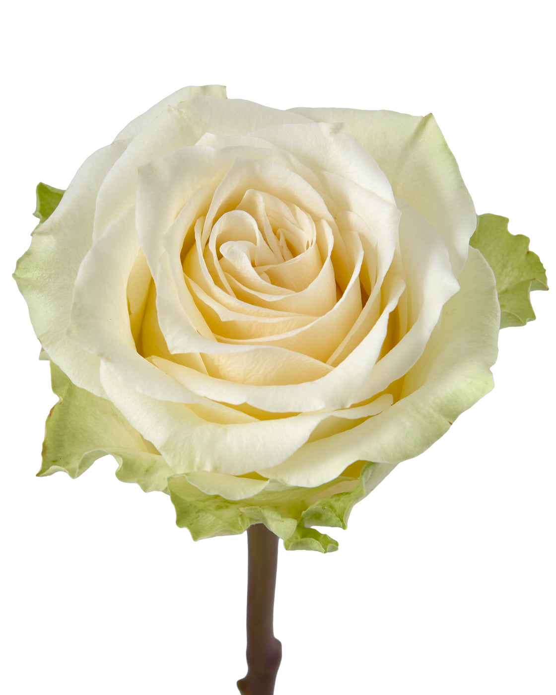 Belgravia Rose