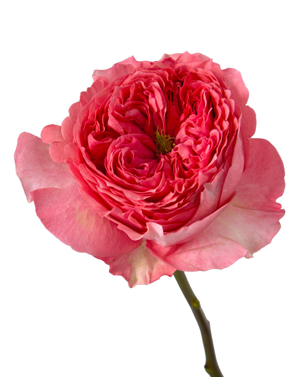 Boomerang Garden Rose