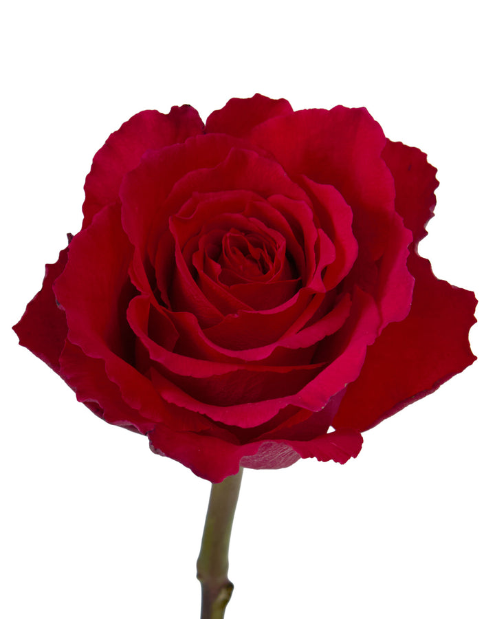 Born Hot Rose Valentine Day