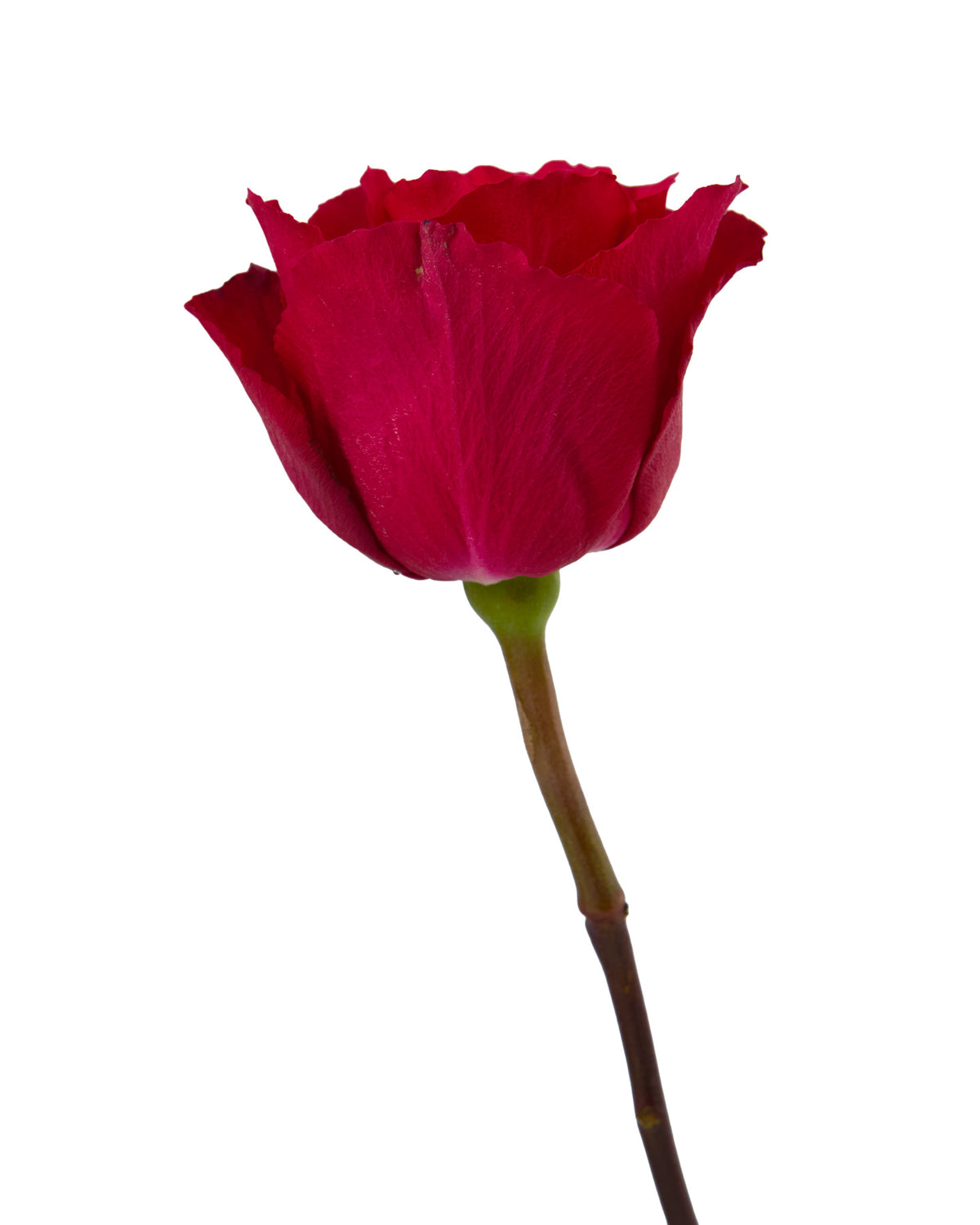 Born Hot Rose Valentine Day