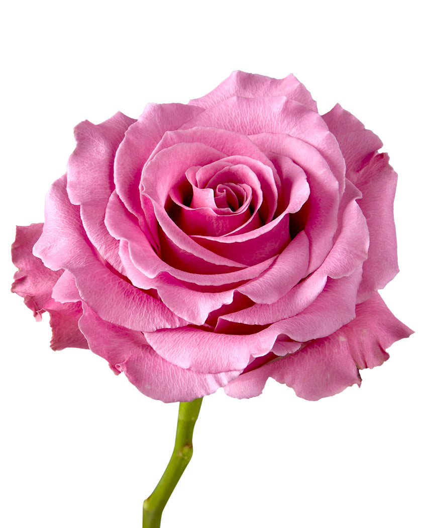 Breathless Rose