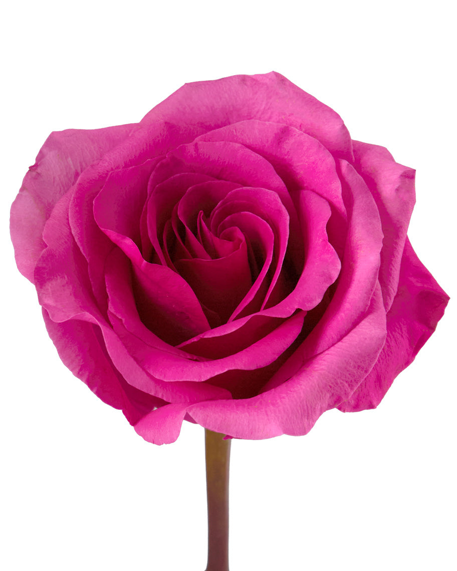 Wholesale Imre Solomio | PetalJet