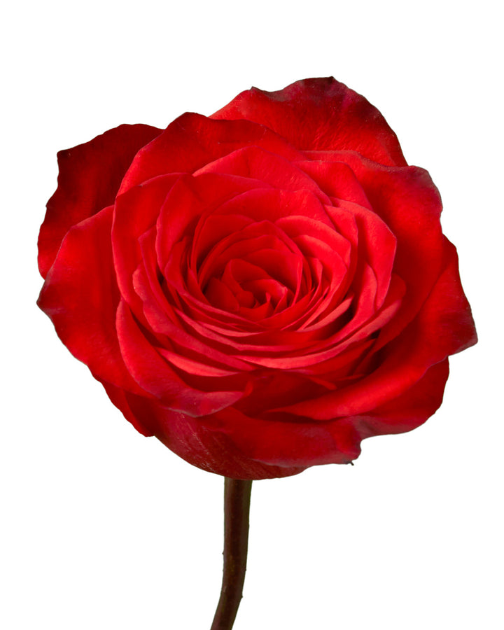 Bromo Rose