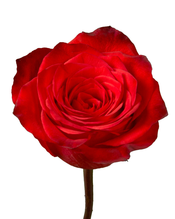 Bromo Rose