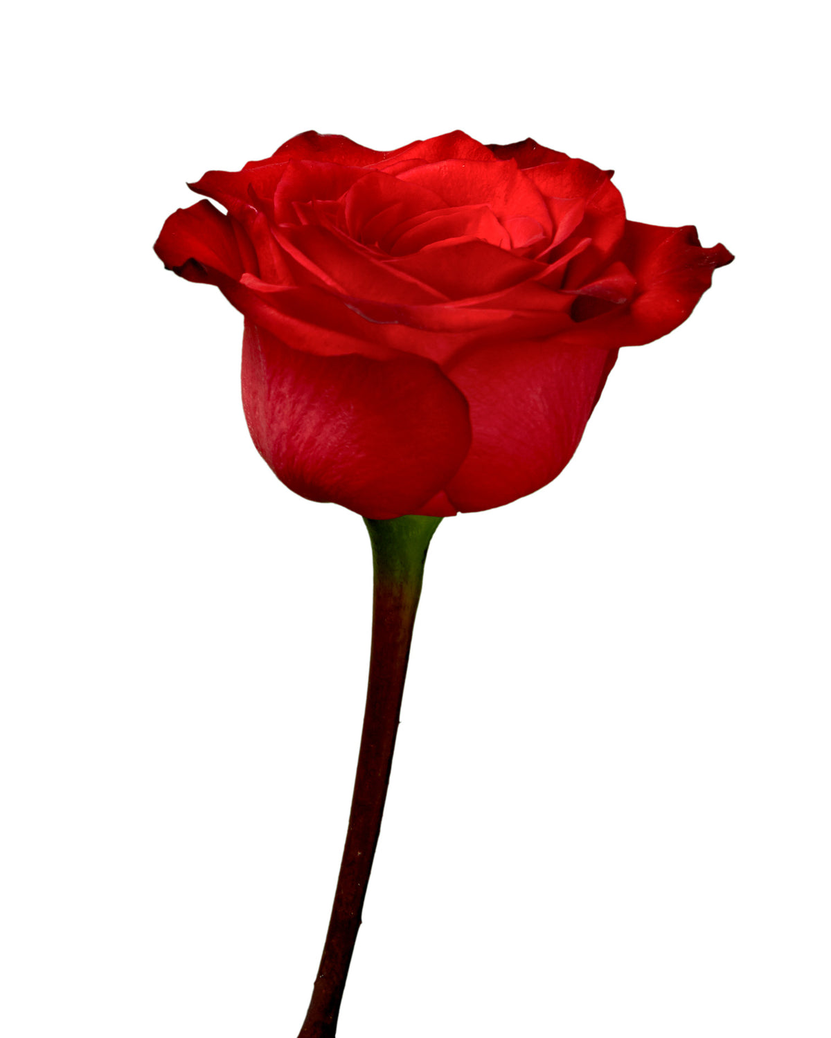 Bromo Rose