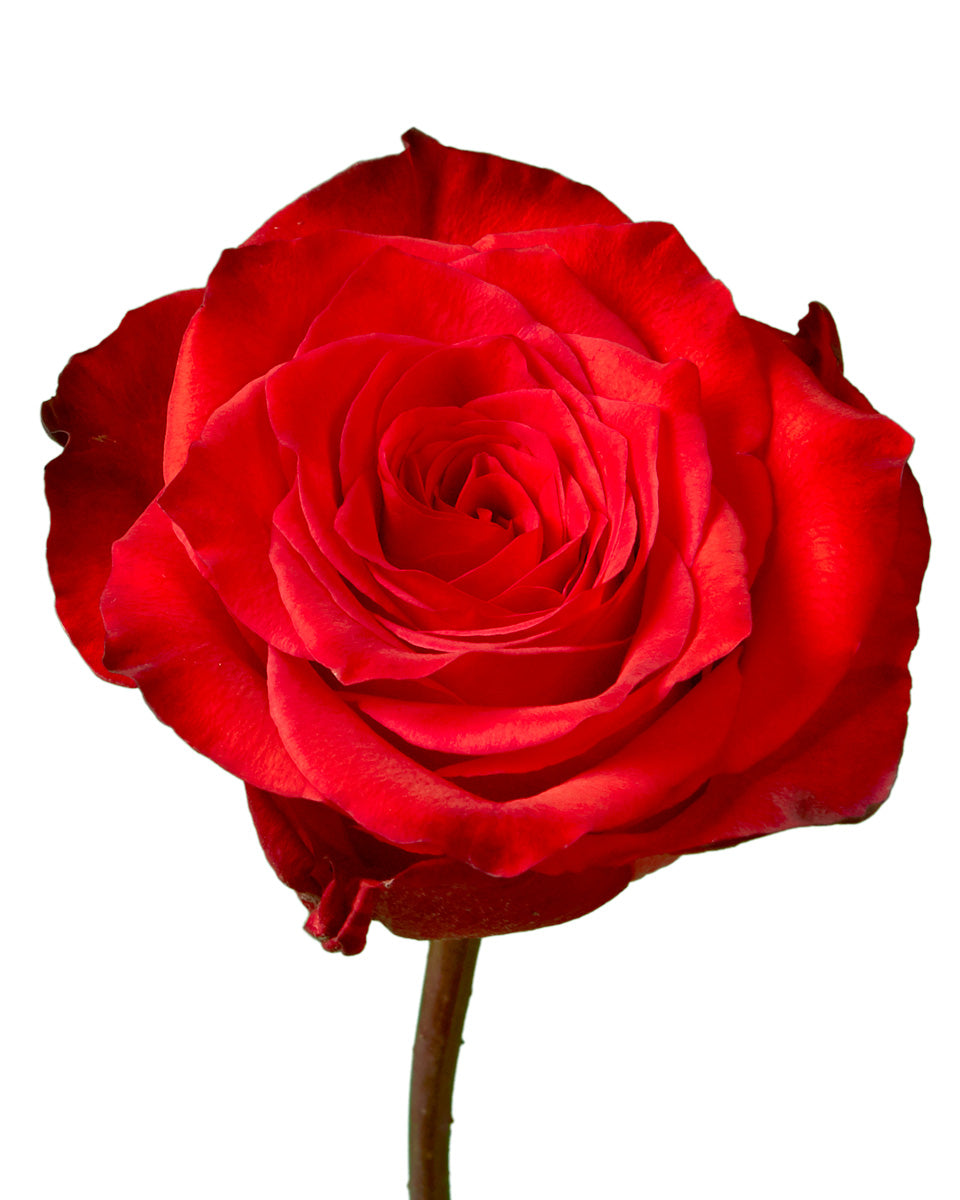Bromo Rose