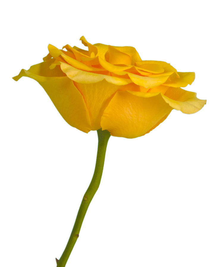 Bumblebee Rose