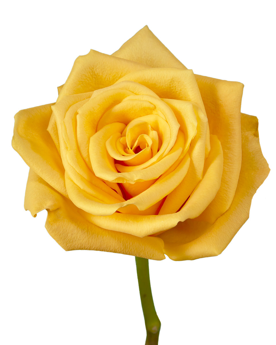 Bumblebee Rose