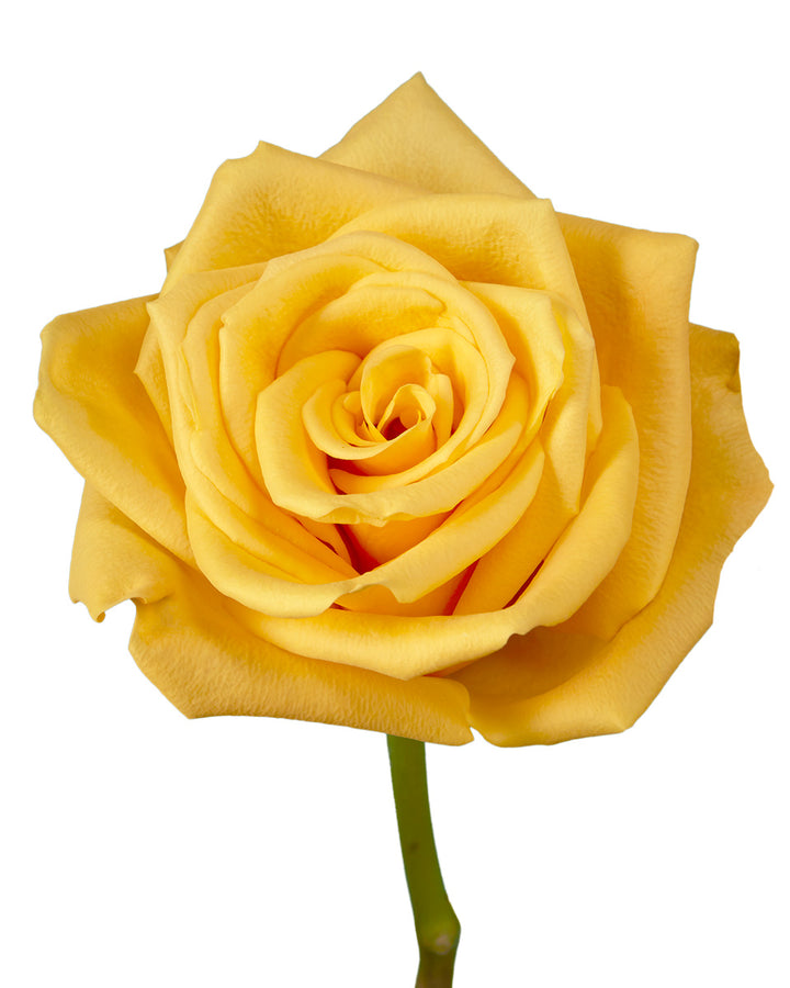 Bumblebee Rose