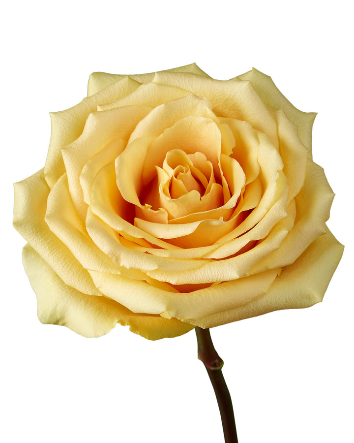 Butterscotch Rose