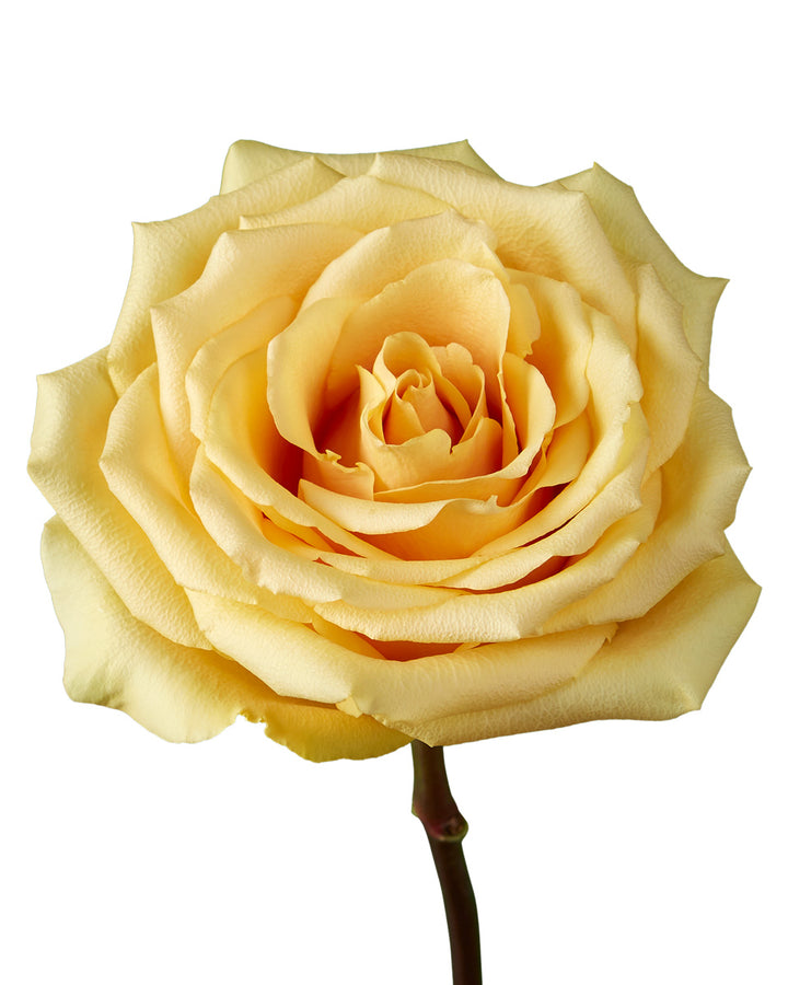 Butterscotch Rose