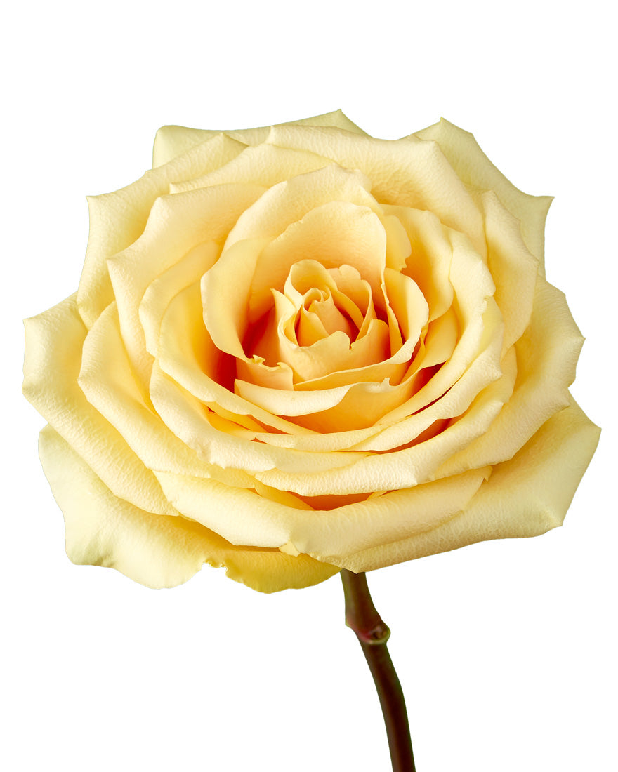 Butterscotch Rose