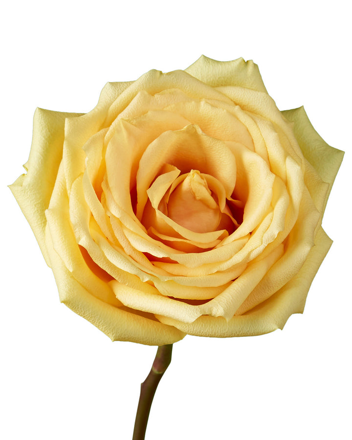 Butterscotch Rose