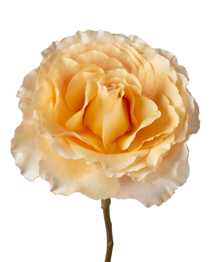 Campanella Peach Garden Rose
