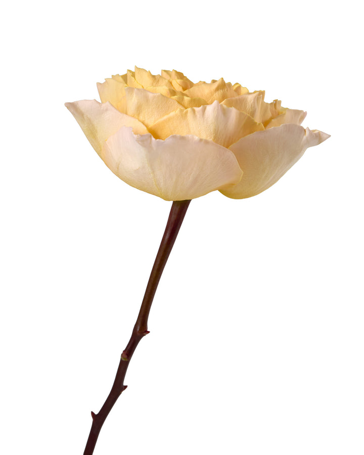 Campanella Peach Garden Rose