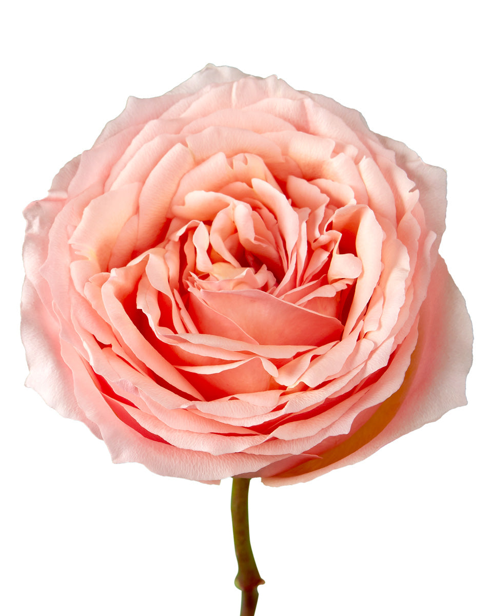 Campanella Pink Garden Rose