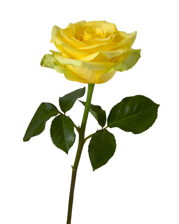 Cancun Rose