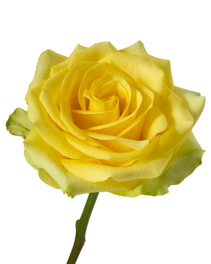 Cancun Rose