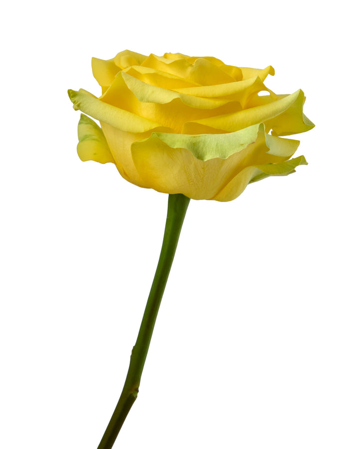 Cancun Rose