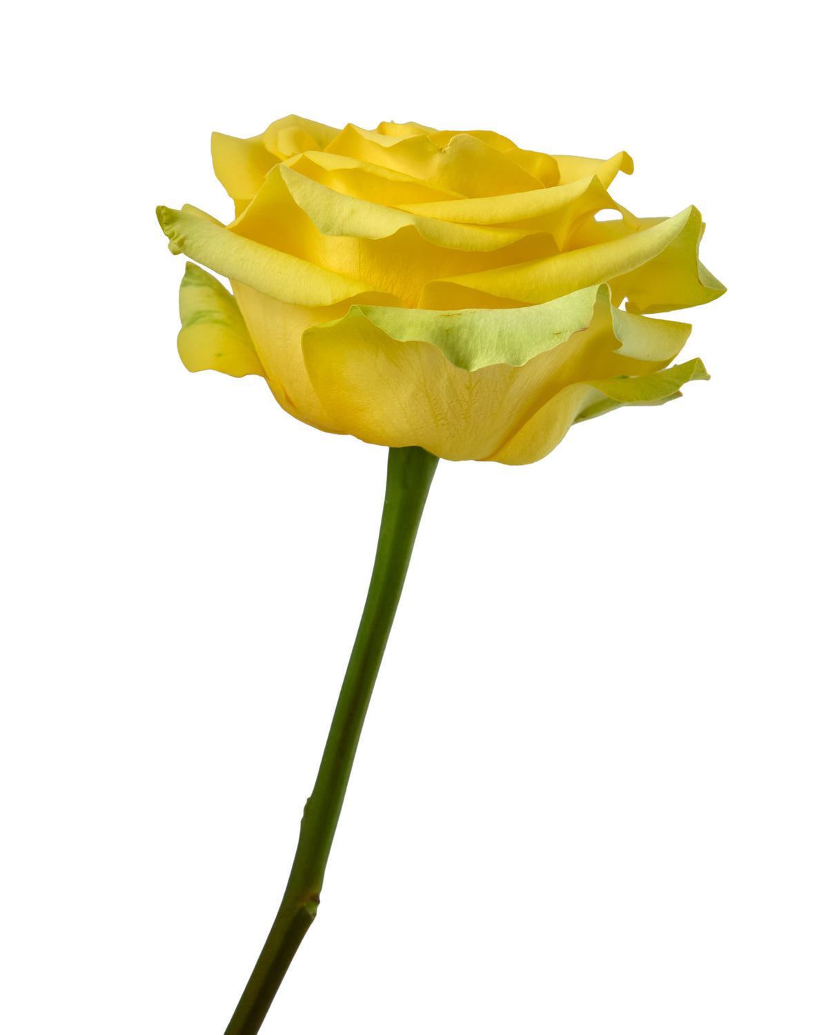 Cancun Rose