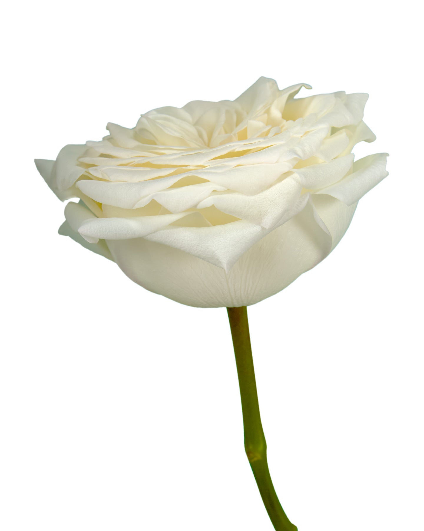 Candlelight Garden Rose
