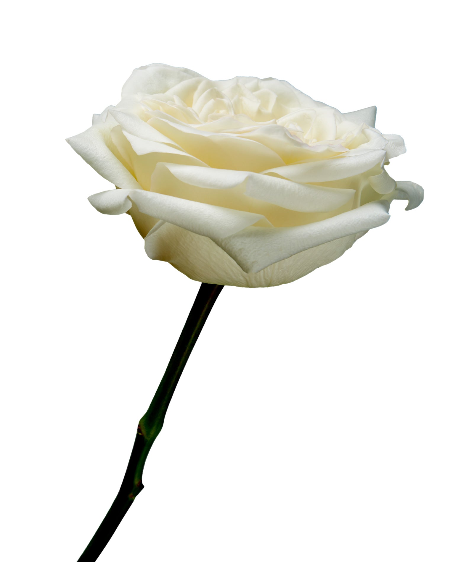 Candlelight Garden Rose