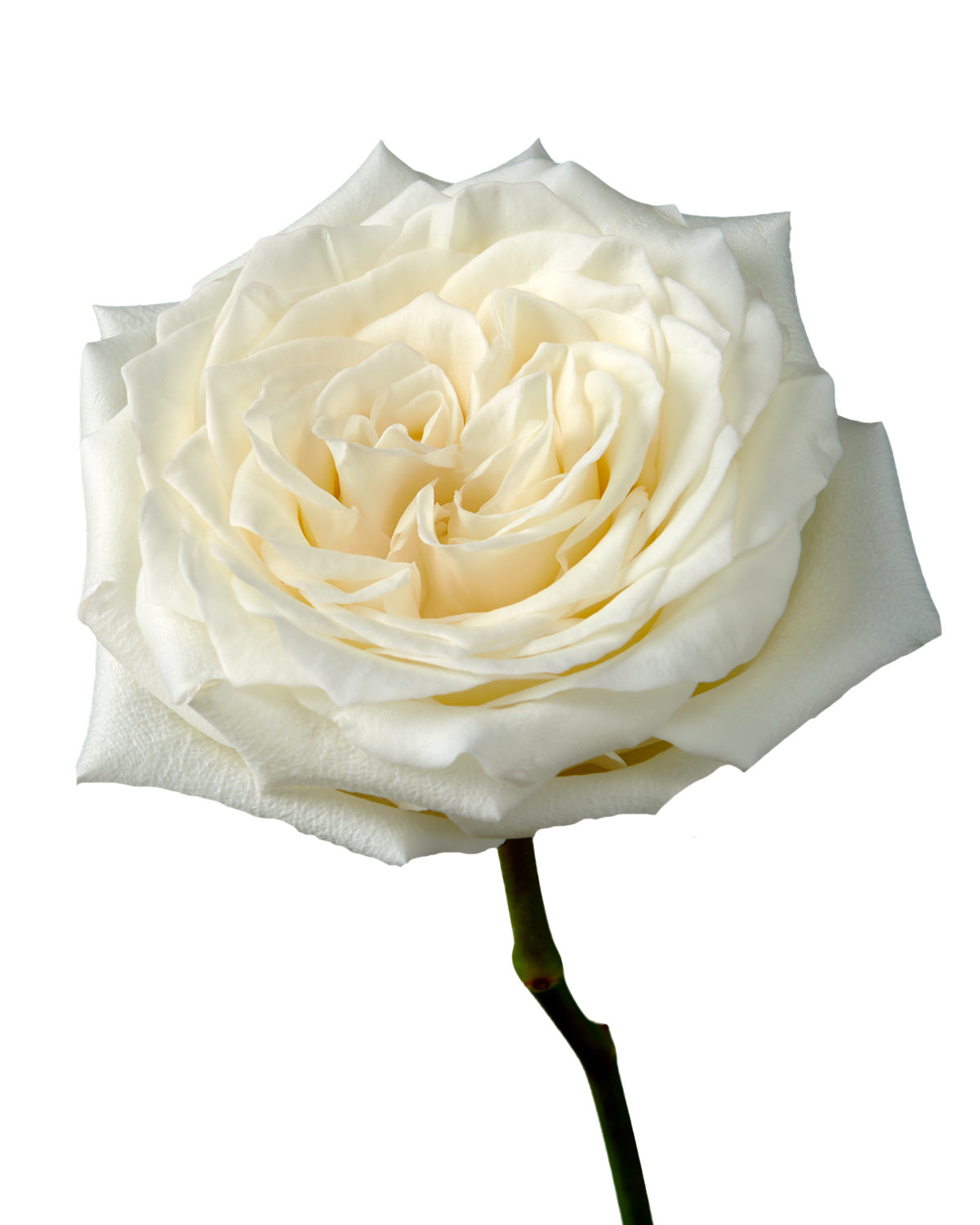 Candlelight Garden Rose
