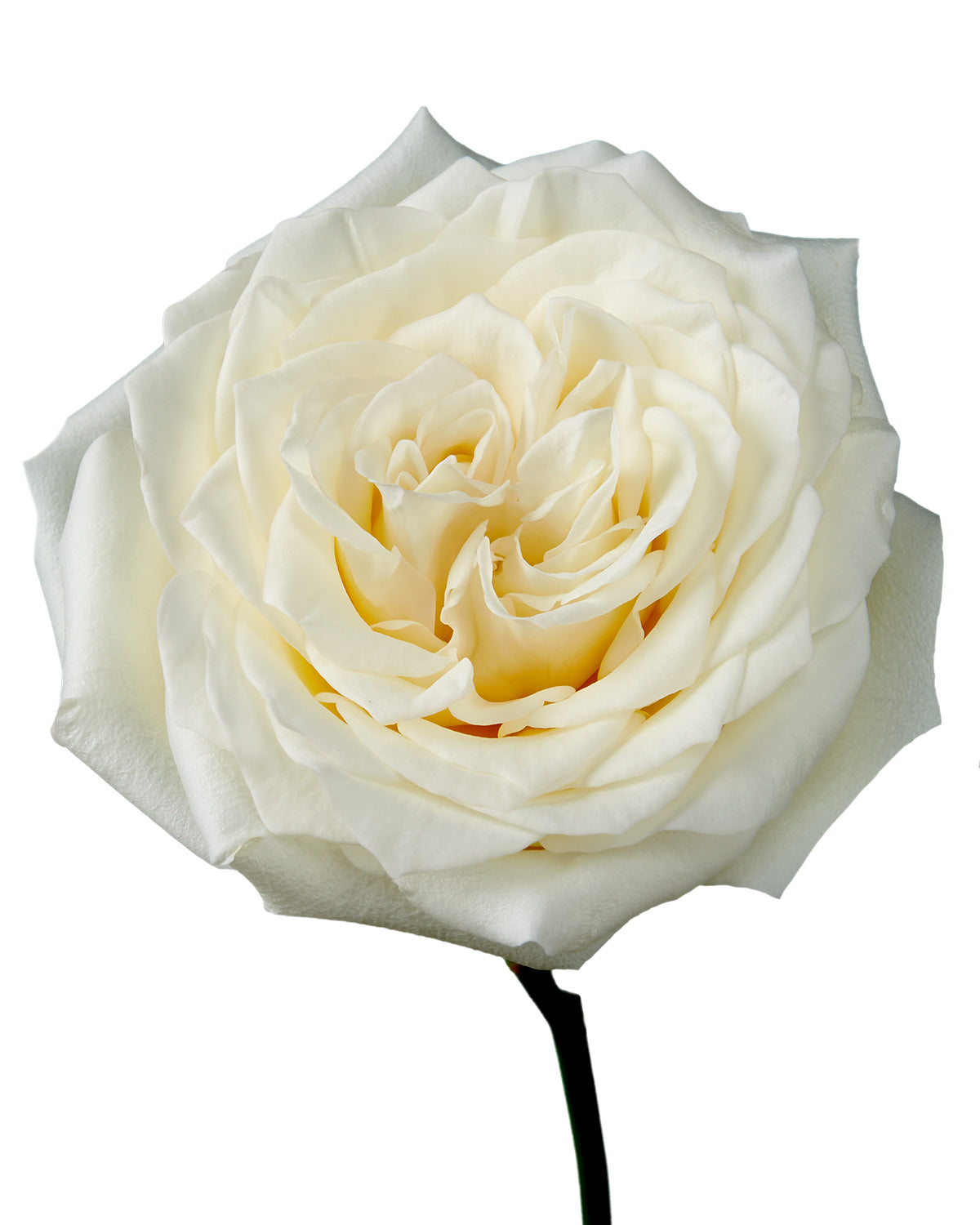 Candlelight Garden Rose