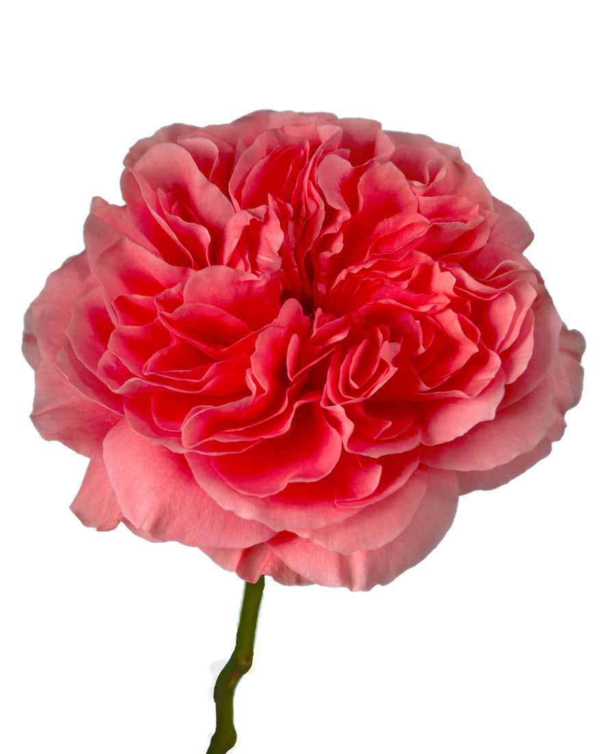 Wholesale Candy Xpression Garden Rose | PetalJet