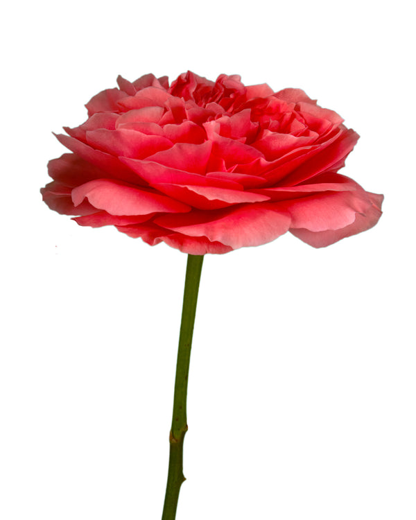 Wholesale Candy Xpression Garden Rose | PetalJet