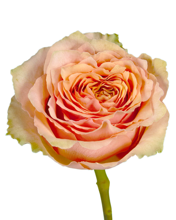 Caramel Machiatto Garden Rose