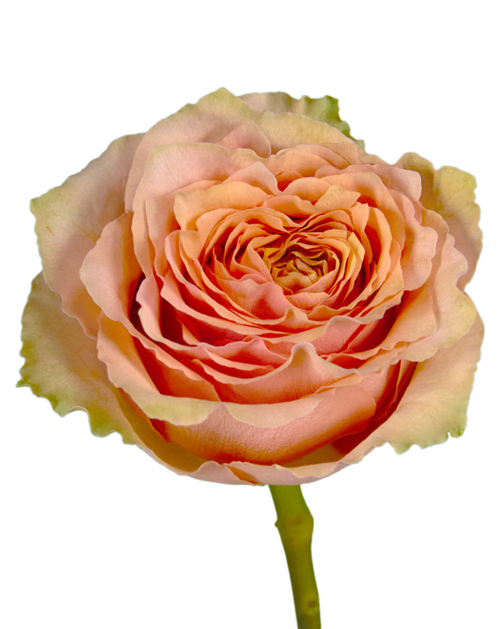 Caramel Machiatto Garden Rose