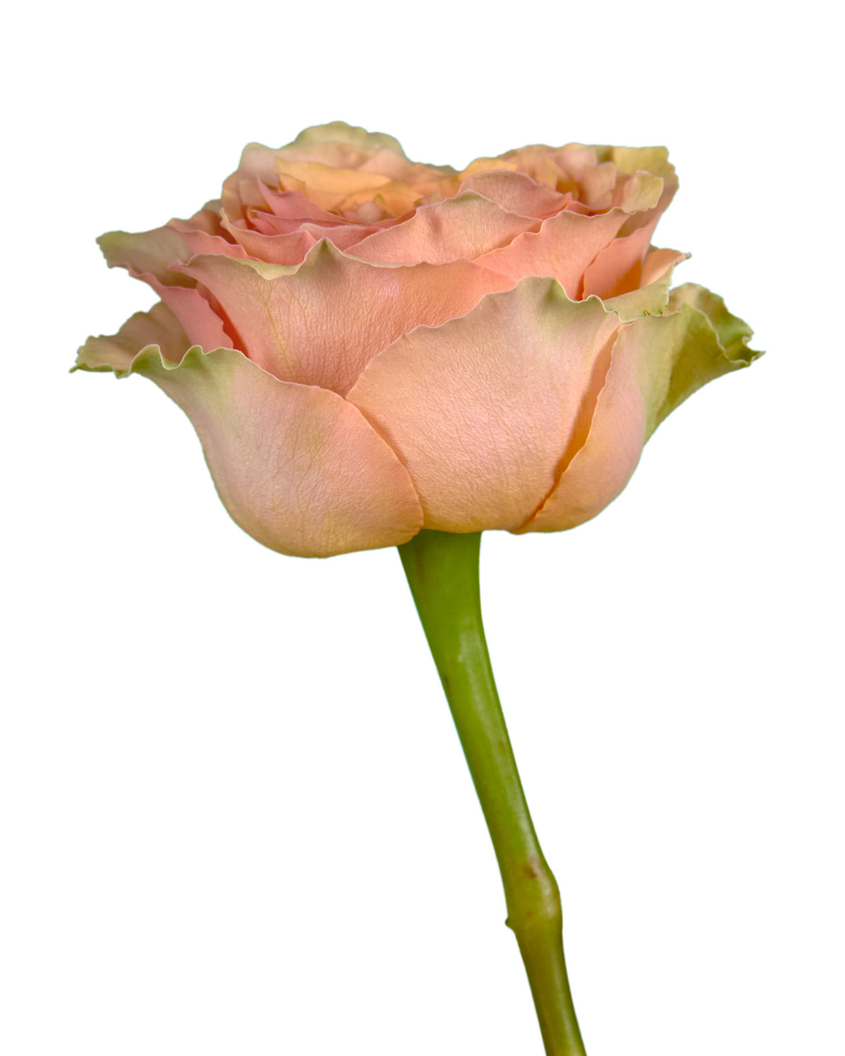 Caramel Machiatto Garden Rose
