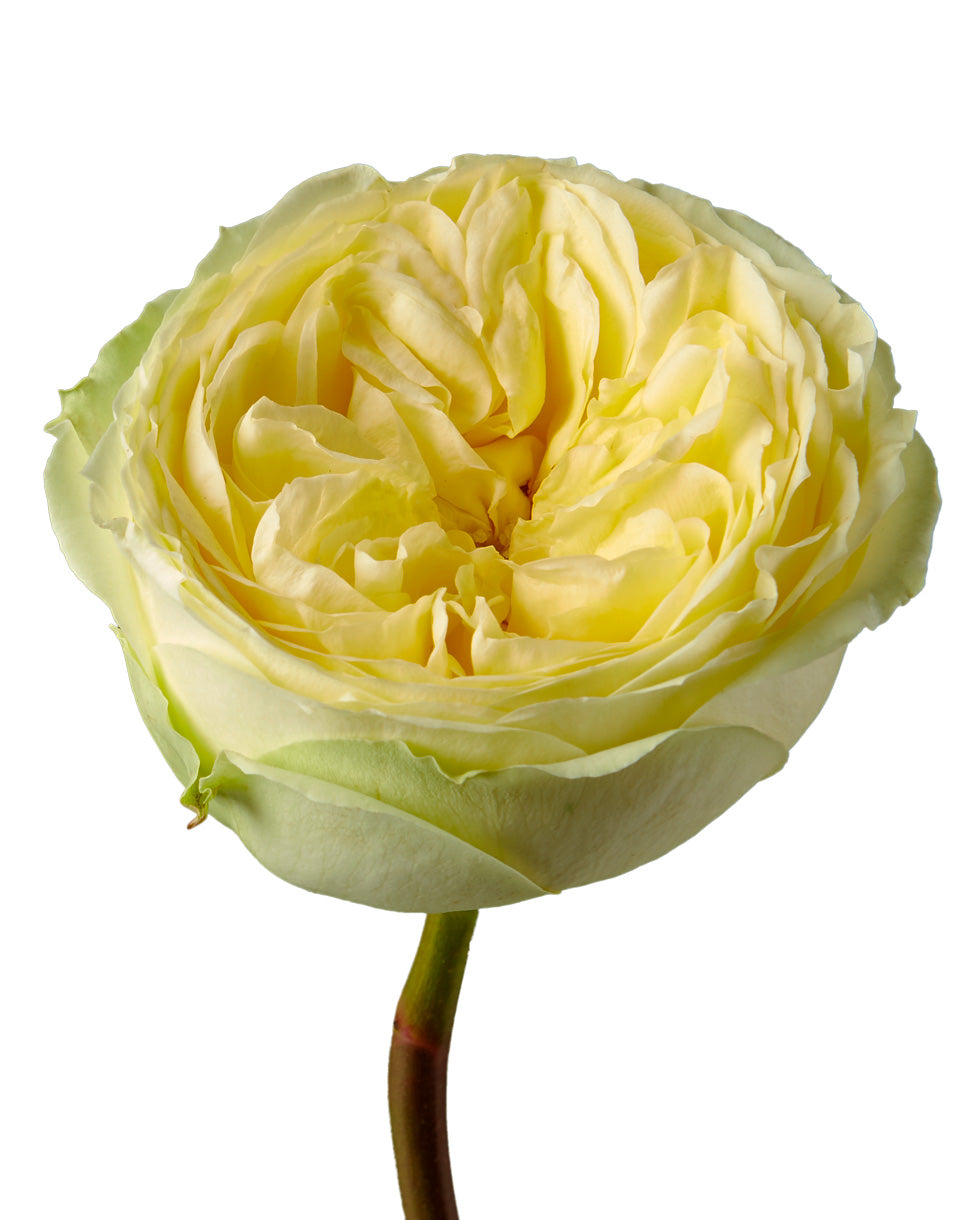 Catalina Garden Rose
