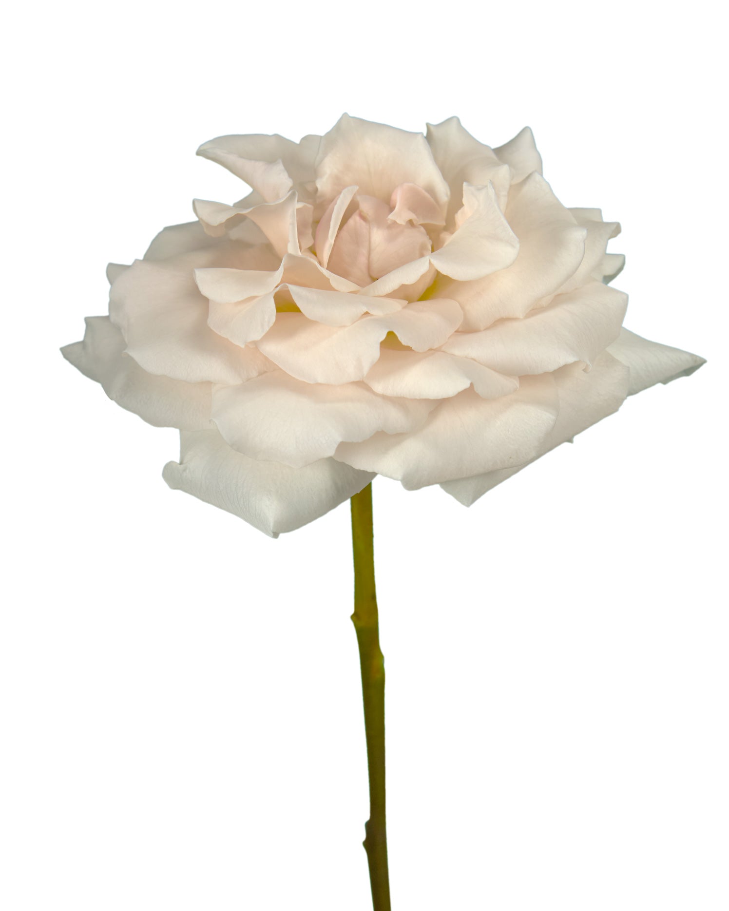 Champagne Sweetheart Rose