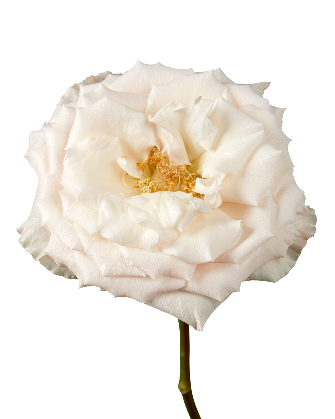 Champagne Sweetheart Rose