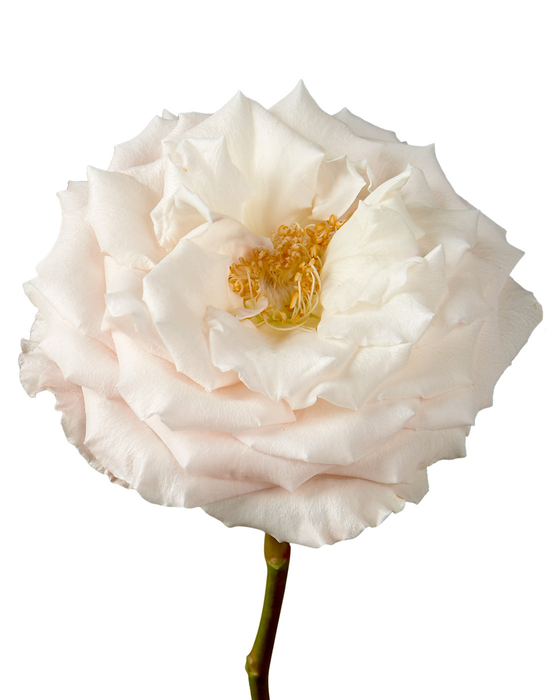 Champagne Sweetheart Rose