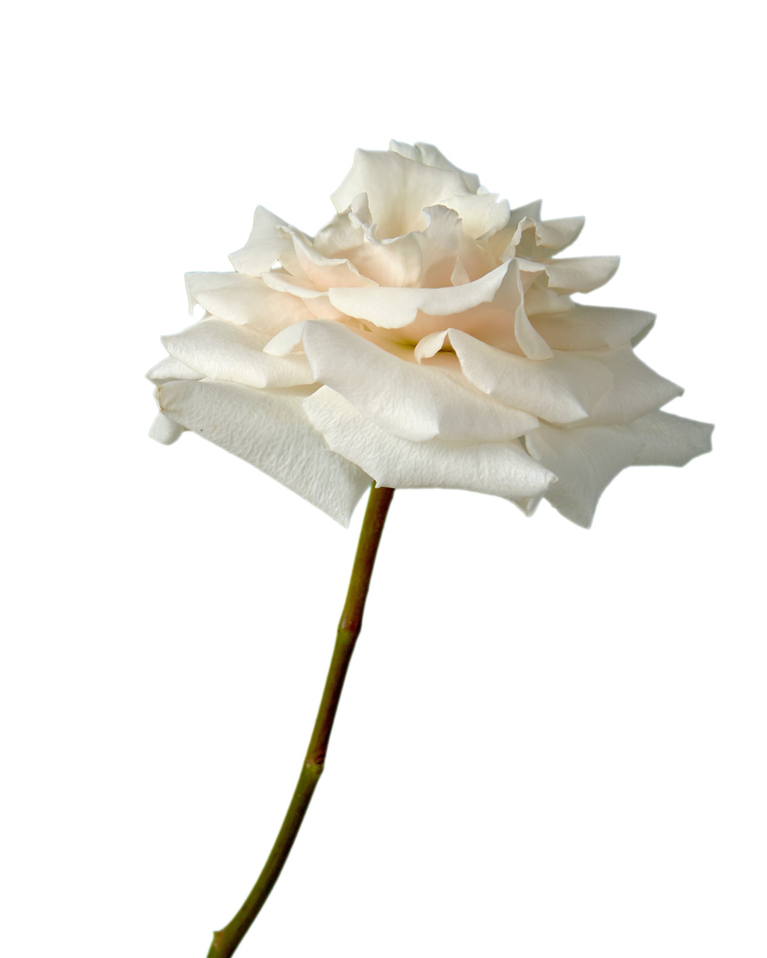 Champagne Sweetheart Rose