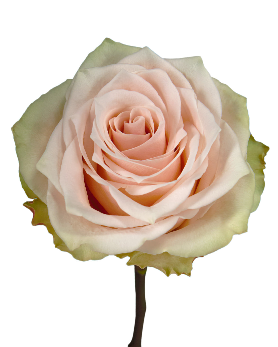 Champagner Rose