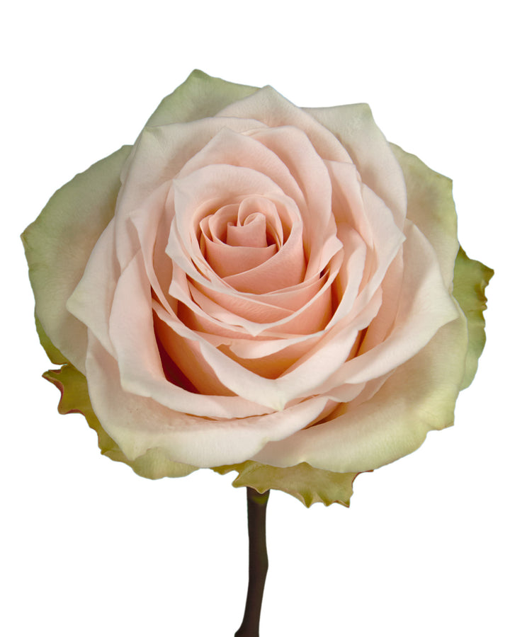 Champagner Rose