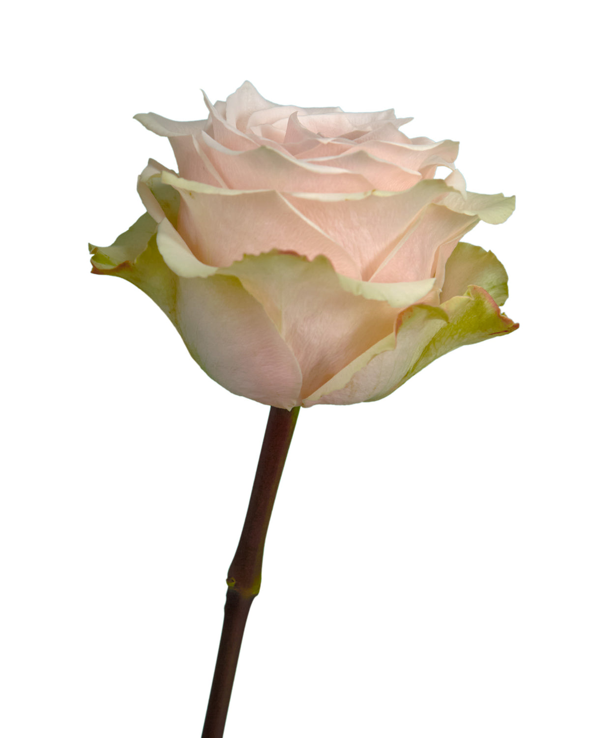 Champagner Rose
