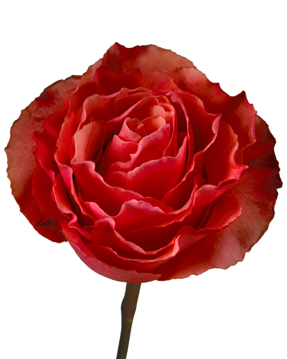 Cherry Carpe Diem Rose